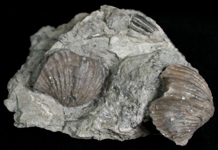 Platystrophia Brachiopod Fossils From Kentucky #6643